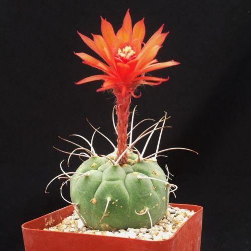 Matucana madisoniorum