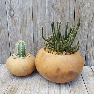 Cacti arrangement 4 and 6 inch