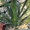 Agave filifera schidigera