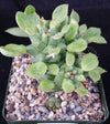 Monadenium ritchei ssp. nymbayense