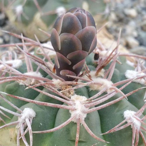 Gymnocalycium riojense
