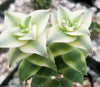 Crassula Perforata Variegata