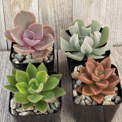 Assorted 2-Inch Succulents (20-Pack)