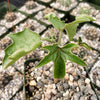 Adenia Volkensii