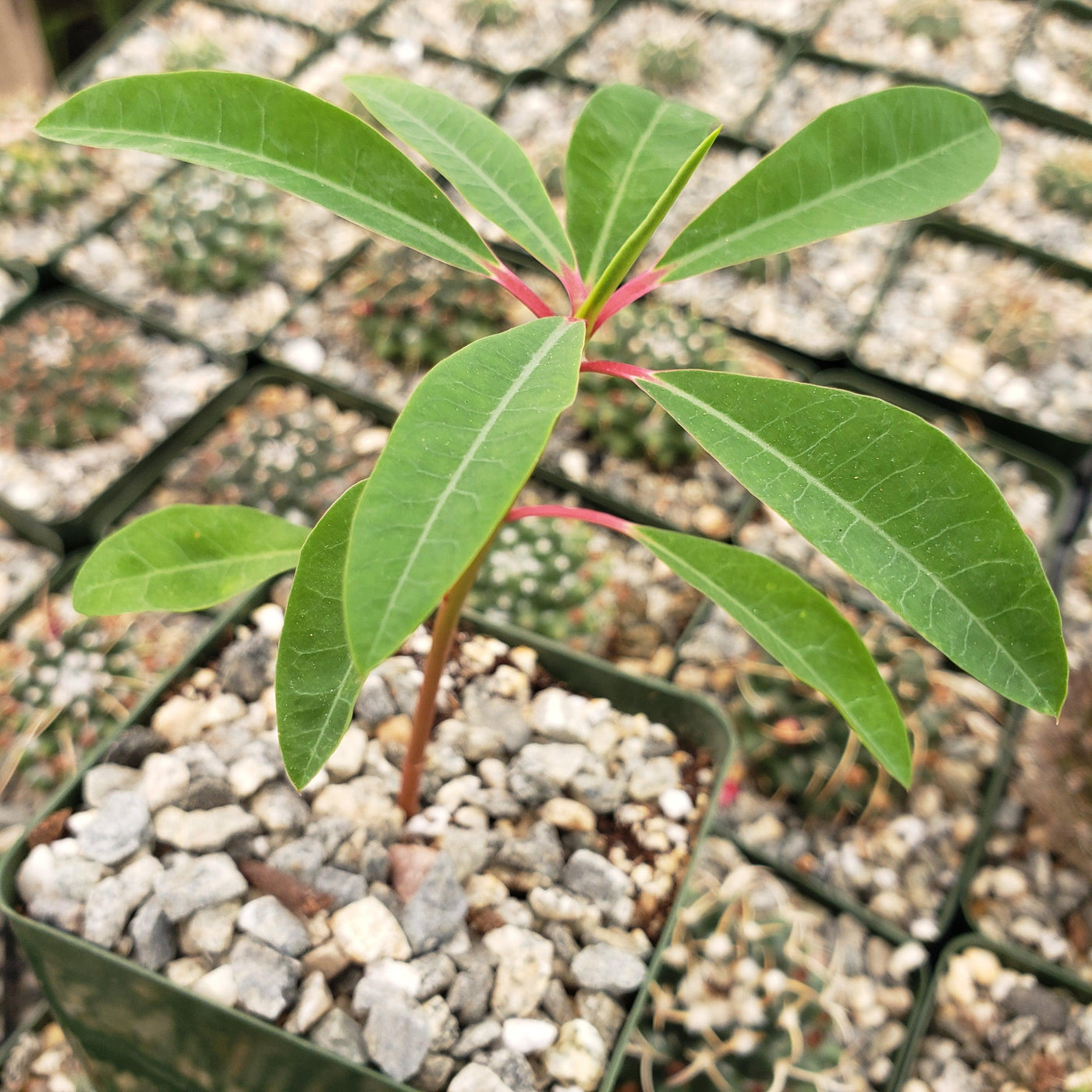 Euphorbia mahabobokensis