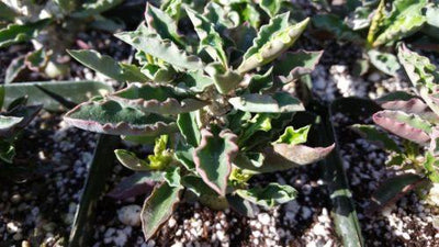 Euphorbia cap saint mariensis