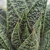 Gasteria Flow