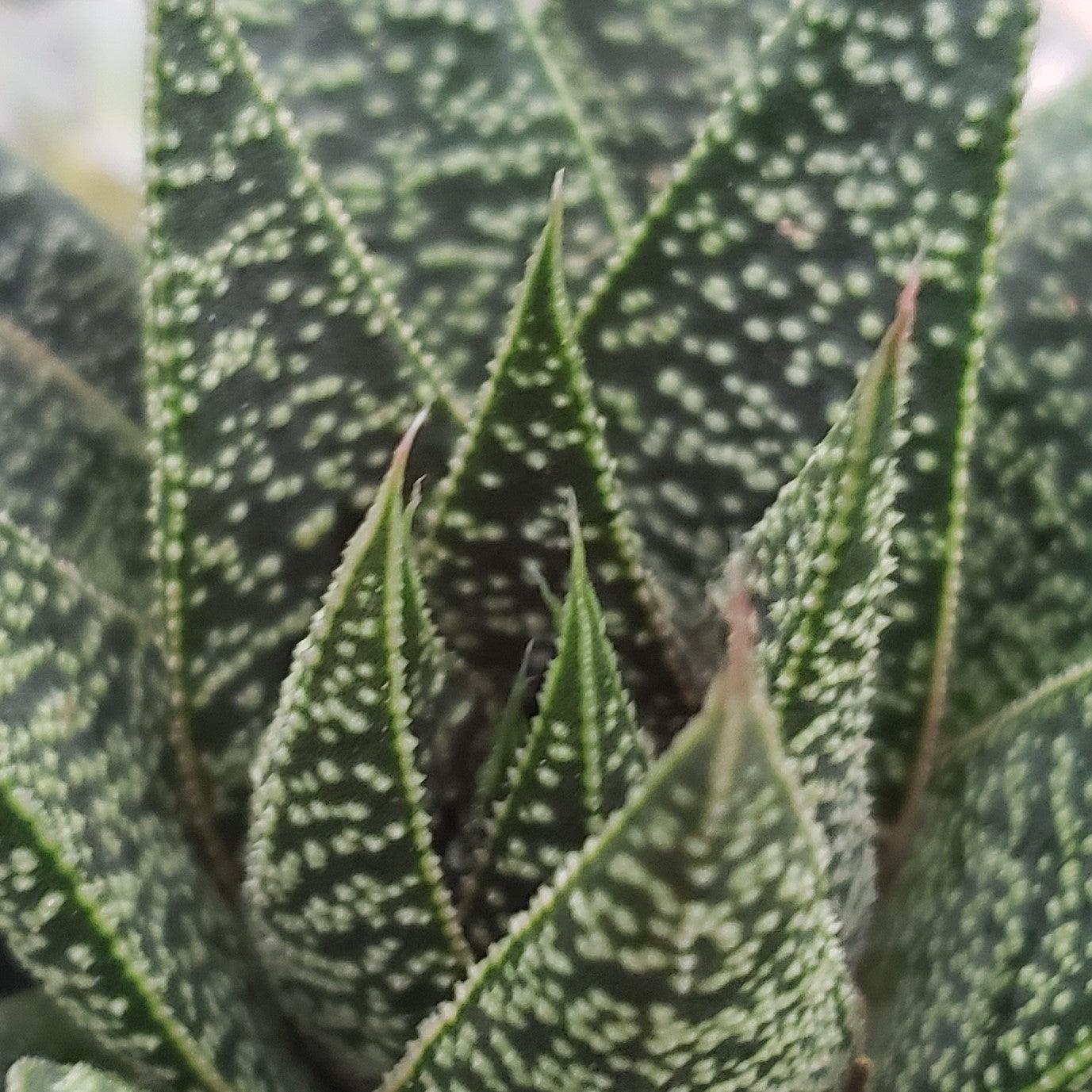 gasteria flow succulent Gasteria Flow
