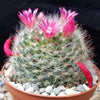 Mammillaria bocasana v. rosalviflora