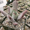 Cotyledon white sprite