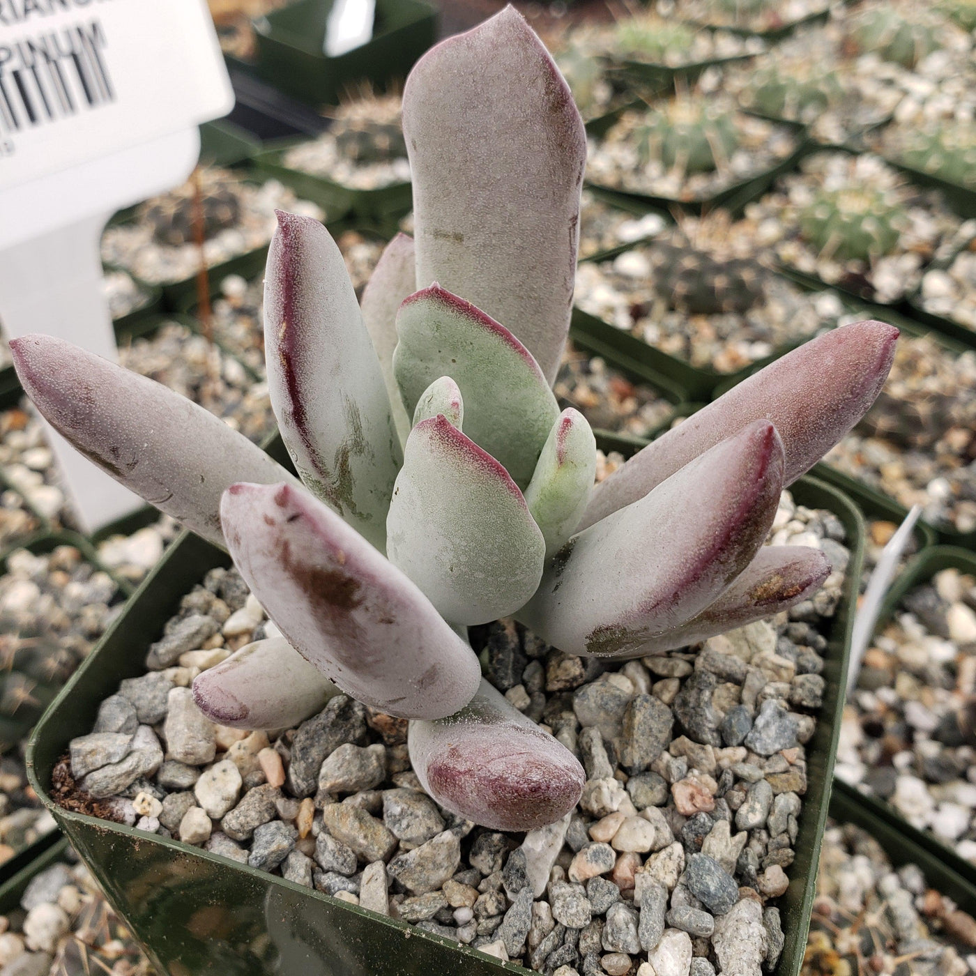 white sprite succulent Buy Cotyledon White Sprite Online| Planet Desert