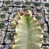 Variegated African Candelabra - Euphorbia ammak variegata