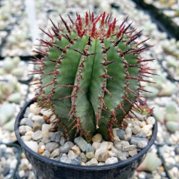 succulent barrel Milk Barrel Cactus ‘Euphorbia cereiformis’