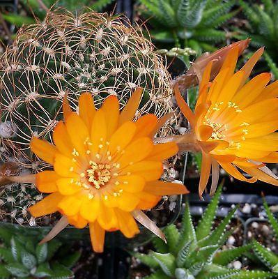 Lobivia acanthoplegma v. roseiflora