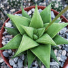 Haworthia rigida