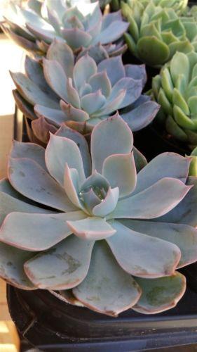 Echeveria subsessilis