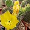 Opuntia microdasys Bunny Ears cutting