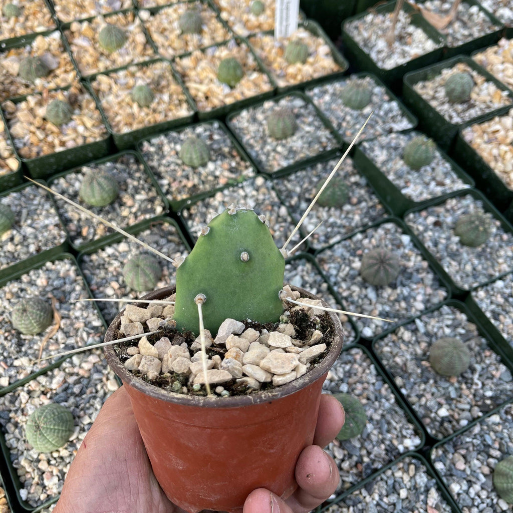 Opuntia quimilo pad cutting