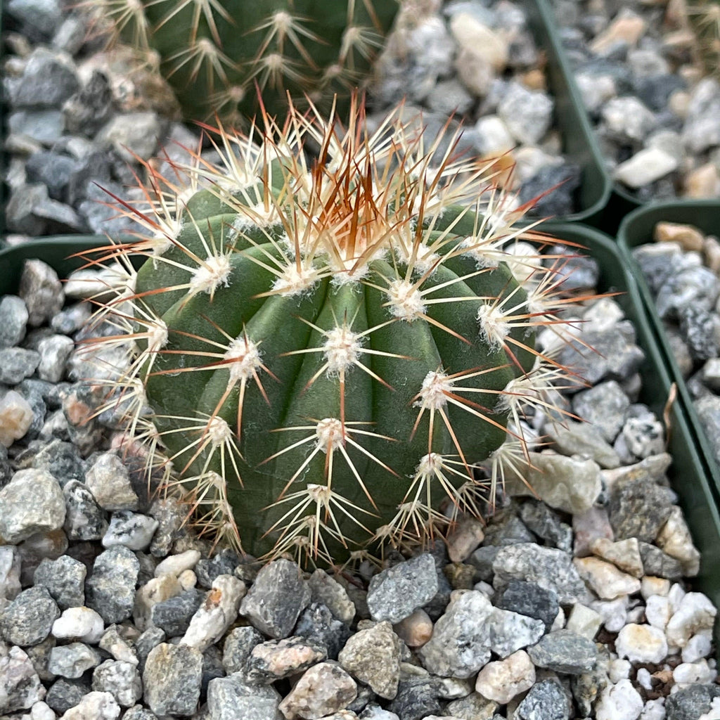 Melocactus guitartii