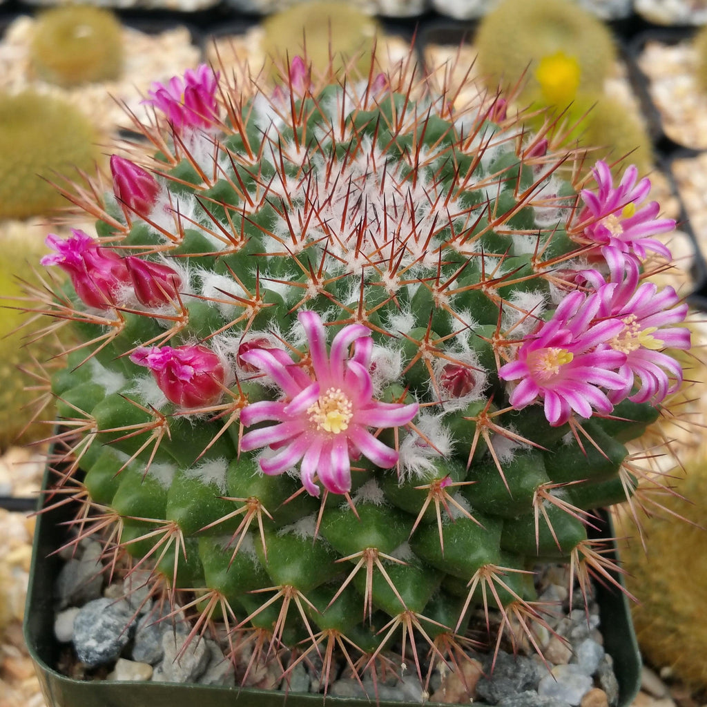 Mammillaria scrippsiana