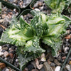 Faucaria tuberculosa soto