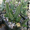 Huernia bayeri