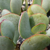 Silver Dollar Plant ‘Crassula arborescens&