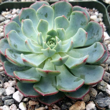 Shop 'Echeveria minima' Care and Growing Guide