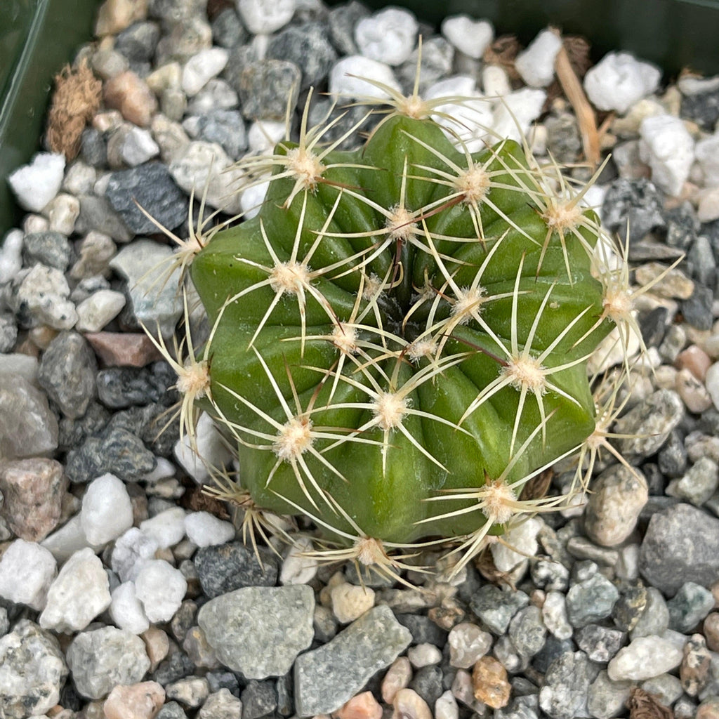 Lobivia pojoensis grandiflora