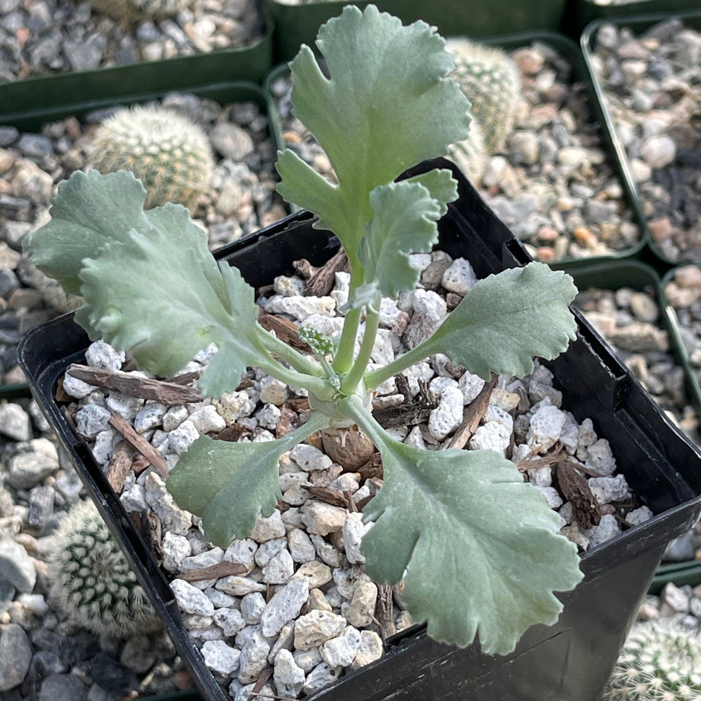 Pelargonium klinghardtense