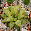 Haworthia turgida