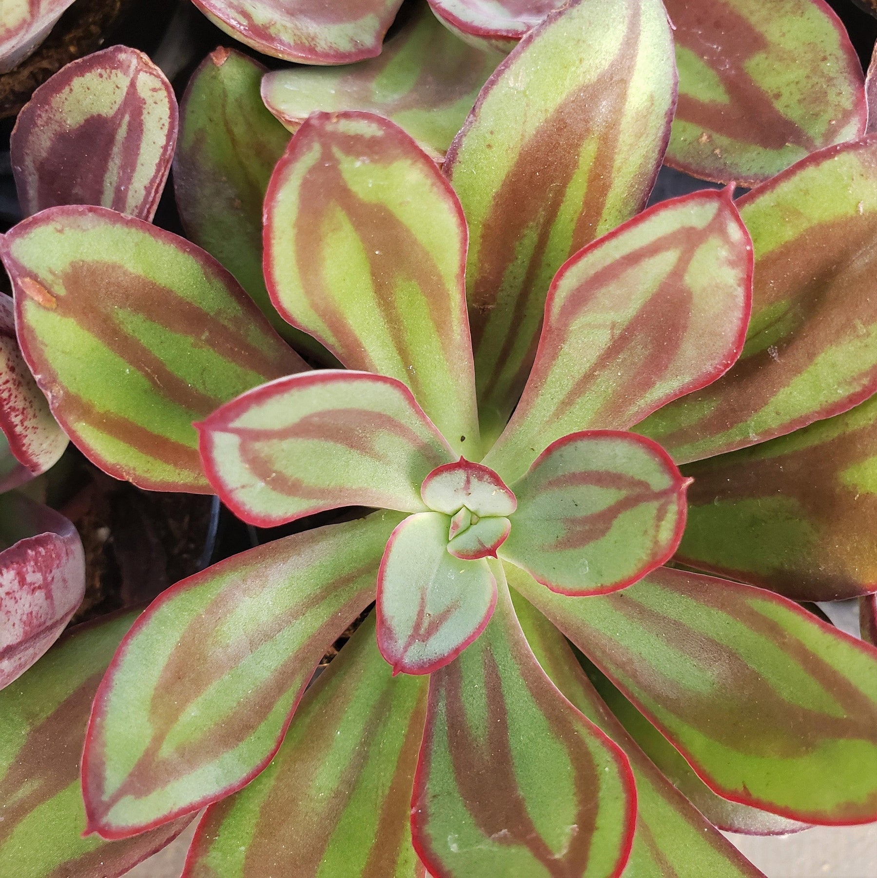 echeveria nodulosa succulent Buy Echeveria Nodulosa - Painted Echeveria