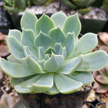 succulent ph level Echeveria Glauca | Easy-Care Succulent