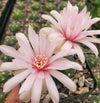 Gymnocalycium buenekeri