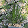 Agave filifera schidigera