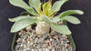 Elephants Trunk Plant - Pachypodium namaquanum