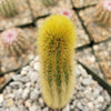 Cleistocactus winteri Golden Rat Tail