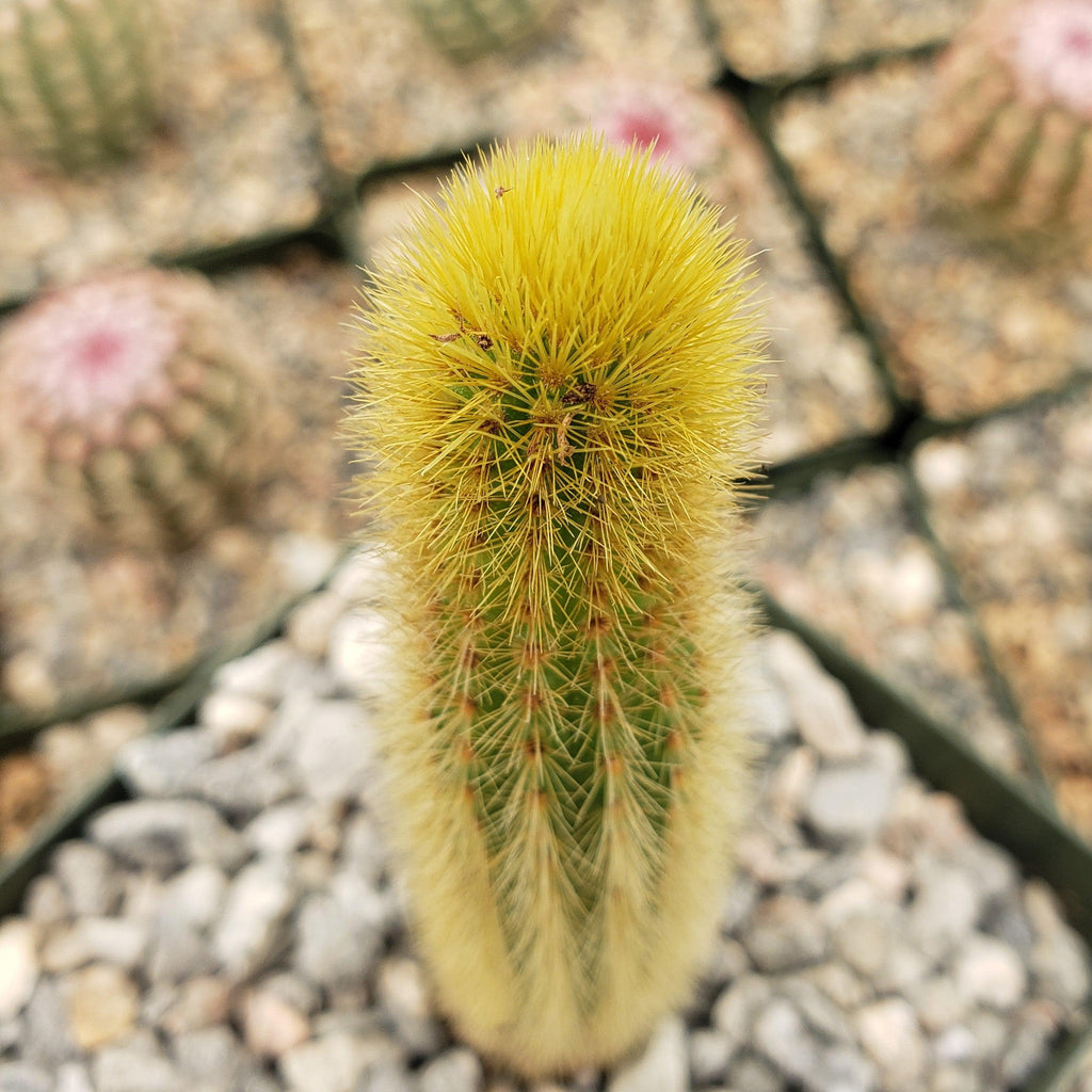 Cleistocactus winteri Golden Rat Tail