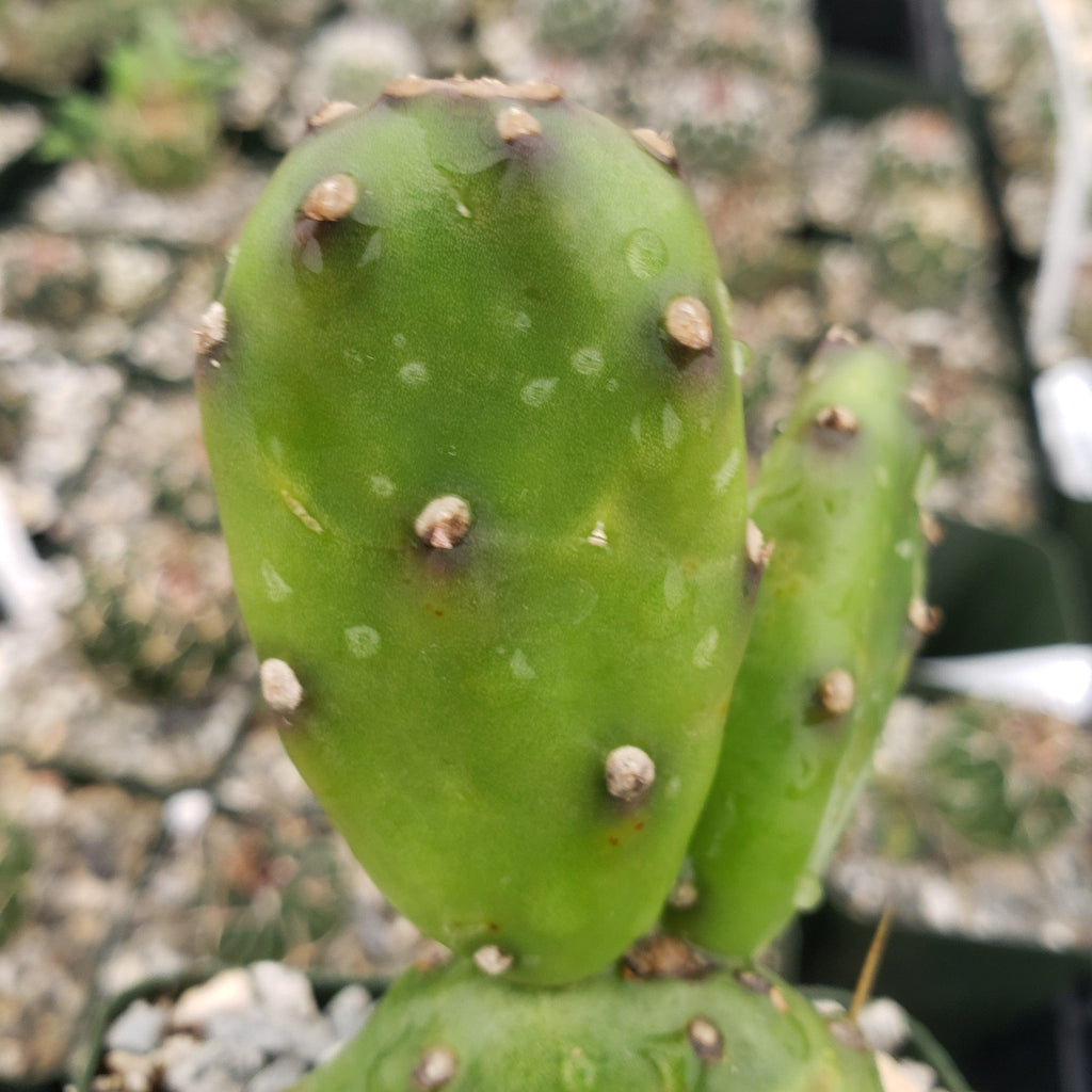 Opuntia canterae elata Cutting