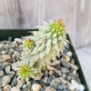 Kalahari Cactus &