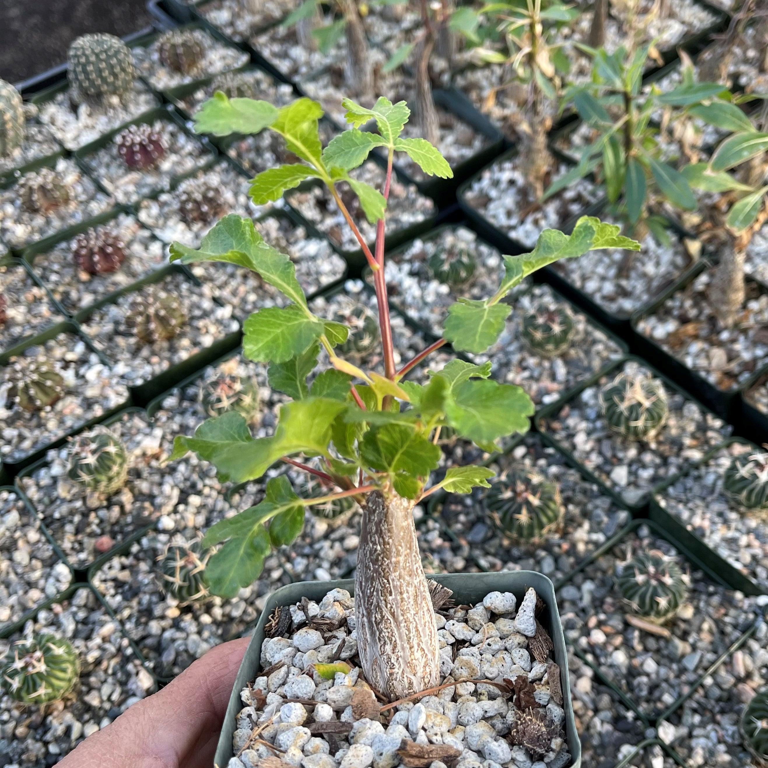 Bursera hindsiana copal