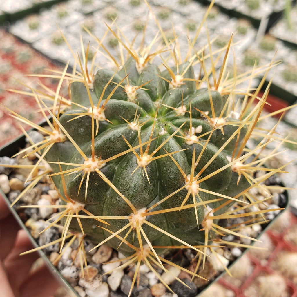 Lobivia Echinopsis maximiliana charazanensis