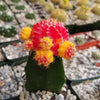 Red Yellow Bicolor Grafted Moon Cactus - Gymnocalycium mihanovichii Hibotan