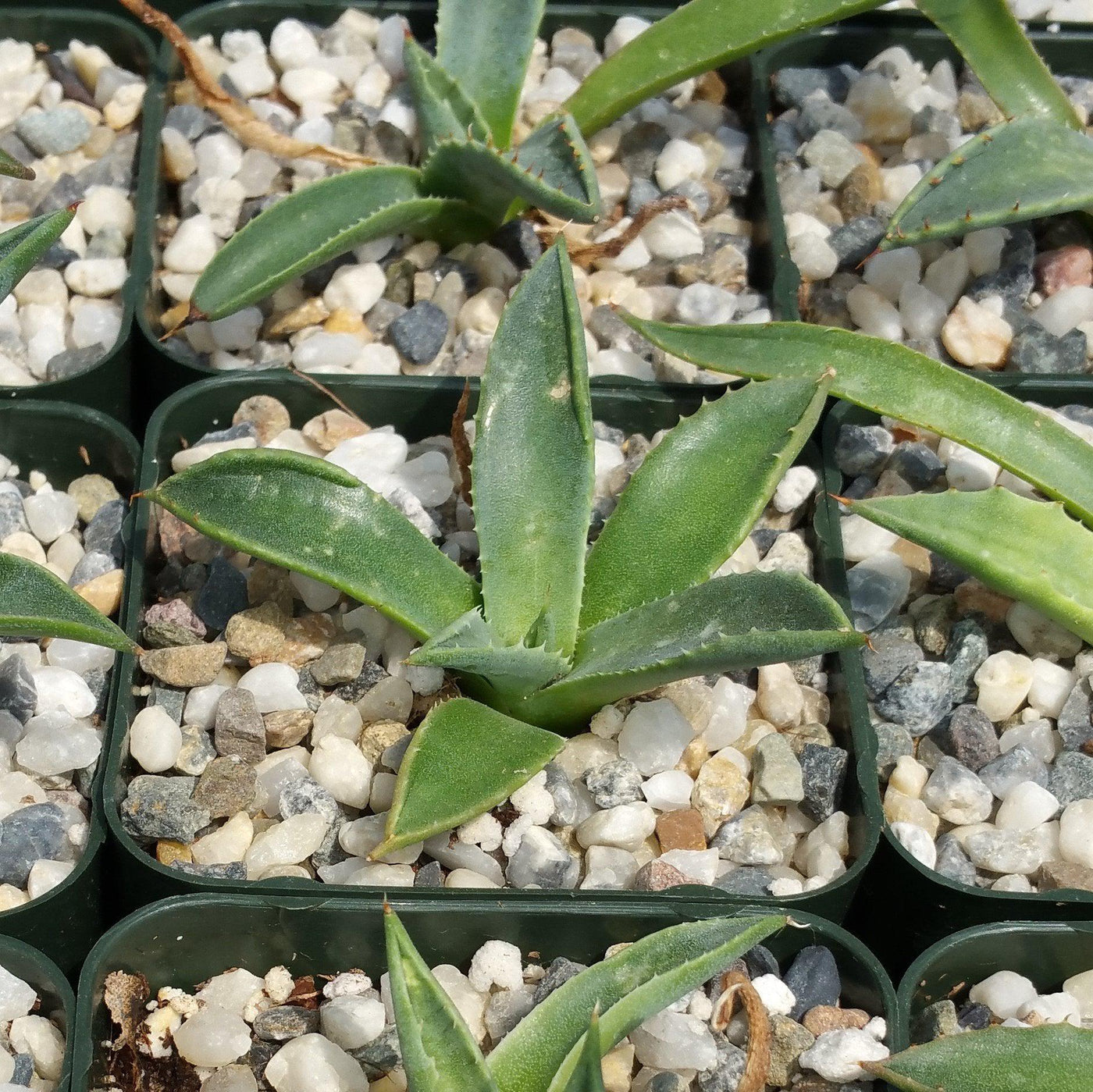 Parry’s Agave – Agave parryi