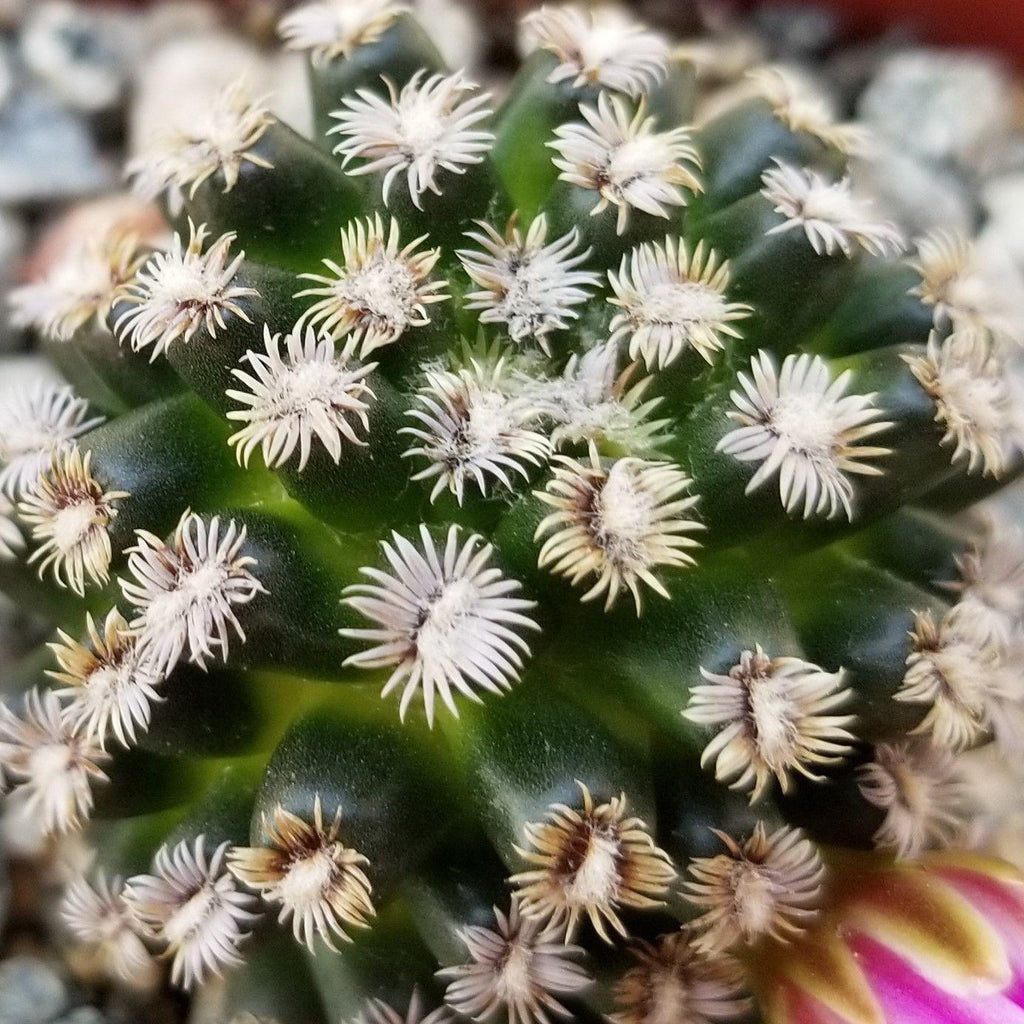 Mammillaria hernandezii
