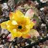 Echinocereus ochoterenae