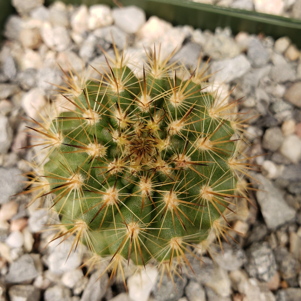 Neochilenia chilensis flaviflora