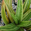 Gasteraloe variegata