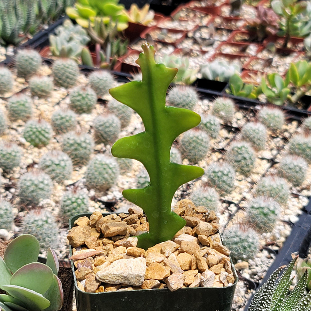 Fishbone Cactus ‘Selenicereus anthonyanus’ - Ric Rac Cactus