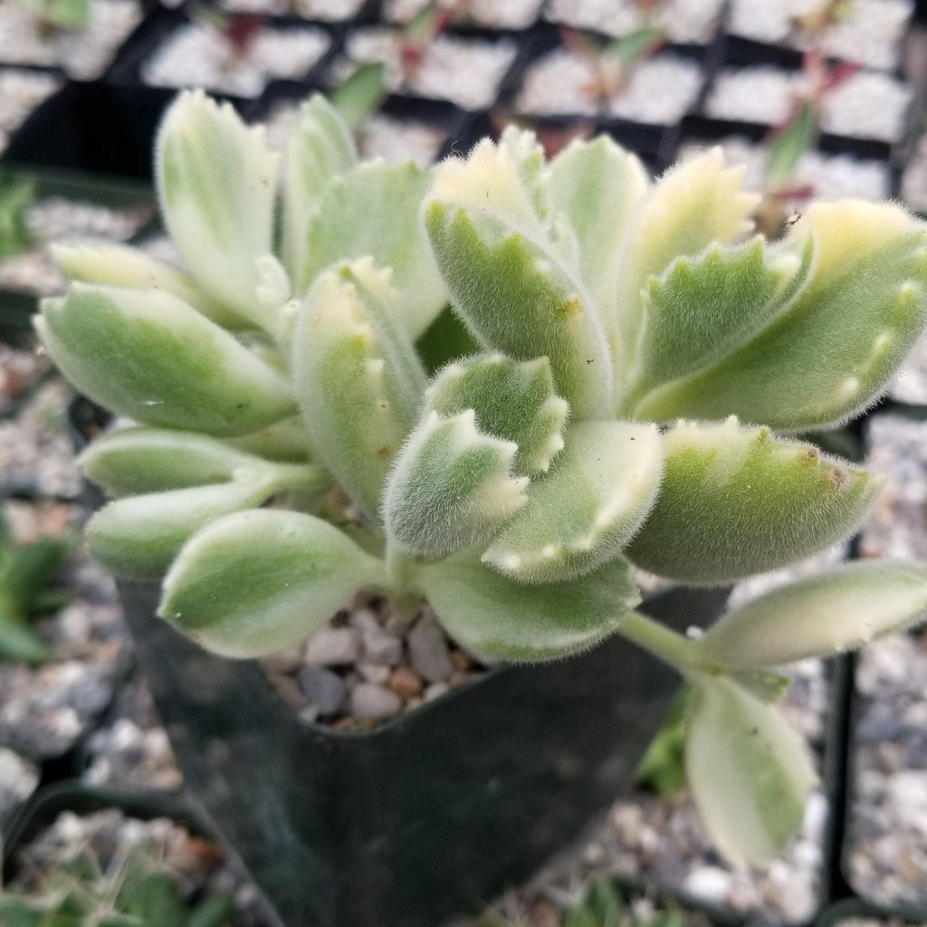 Variegated Bear Paw Succulent - Cotyledon ladismithiensis Variegata